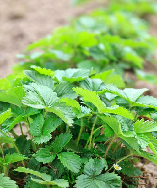 草莓——多年生植物的奇妙世界（揭秘草莓的生长特点与栽培技巧）