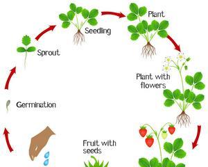 草莓的授粉方式（自花授粉是主要方式）