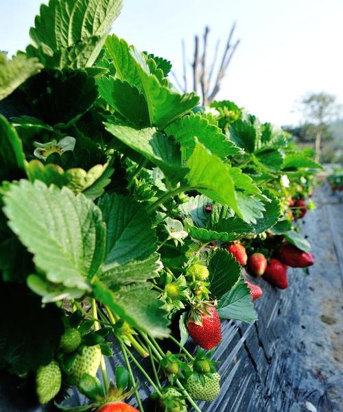 草莓夏季种植指南（在炎热的夏季里种植新鲜草莓）