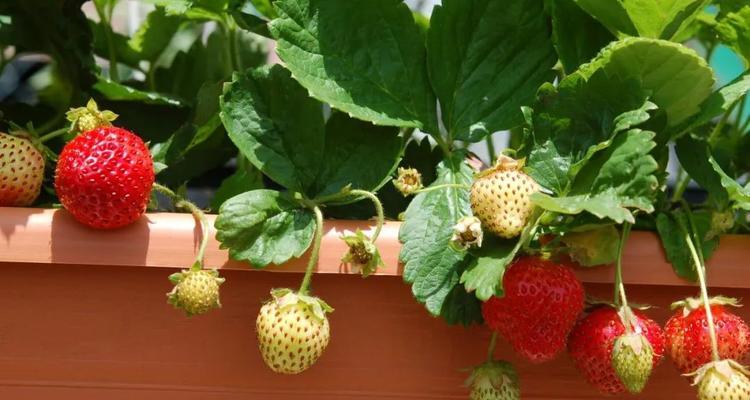 草莓夏季种植指南（在炎热的夏季里种植新鲜草莓）