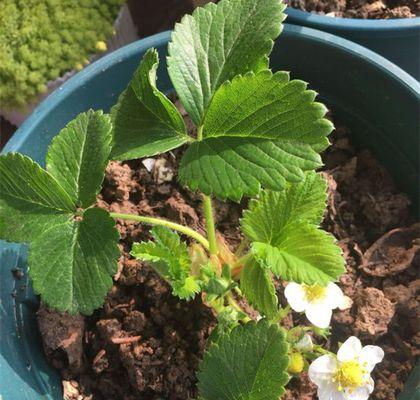 草莓夏季种植指南（在炎热的夏季里种植新鲜草莓）