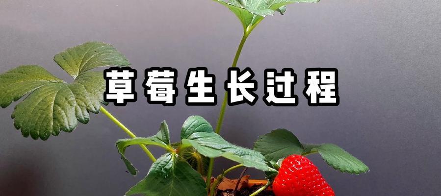 奶油草莓种子发芽时间解析（探究奶油草莓种子发芽周期及影响因素）