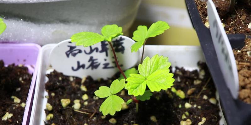 奶油草莓种子发芽时间解析（探究奶油草莓种子发芽周期及影响因素）