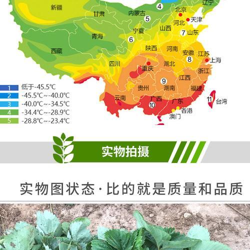 草莓种子最佳播种时间剖析（如何选择最佳种植季节）