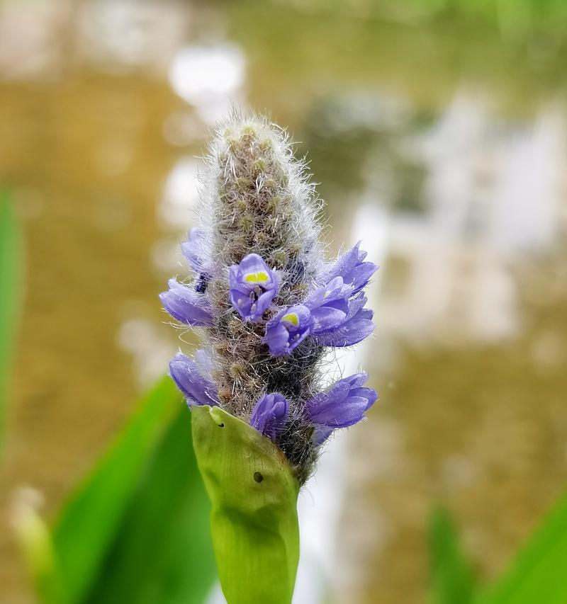 草——一种多样化的植物世界（从分类到应用）