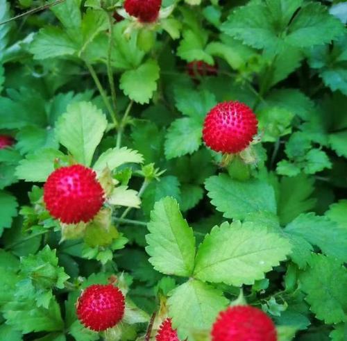 草籽花全面解析（探寻草籽花的生态习性与美学价值）