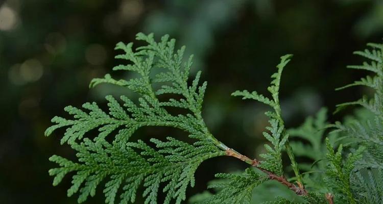 侧柏是蕨类植物吗？——探讨侧柏的分类归属