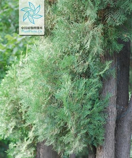 侧柏的植物类型及生长习性（探究侧柏的生态特征）