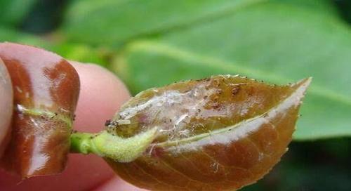 茶花病虫害的防治技术（有效预防茶花病虫害的方法与技巧）