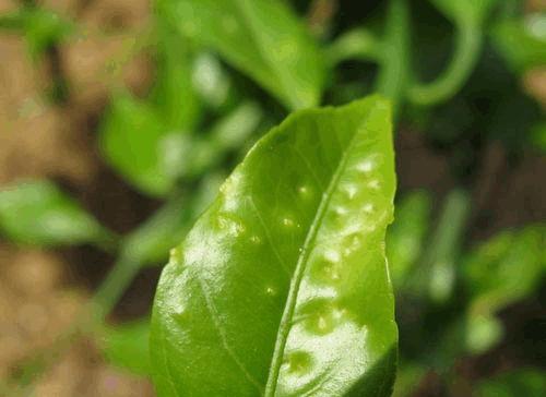 茶花病虫害防治方法与技术措施（掌握关键技巧轻松保护茶花健康）