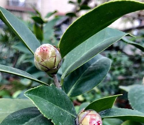 四季茶花不开花（茶花不开花的原因及治疗方法）