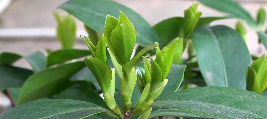 四季茶花的养殖技巧（从选种到繁殖）