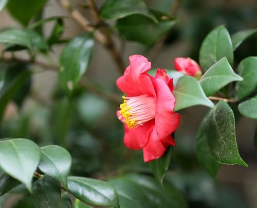 茶花冬季养护之浇水技巧（为茶花营造适宜的生长环境）