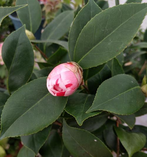 茶花光长叶子不开花的原因及处理方法（植物生长习性）