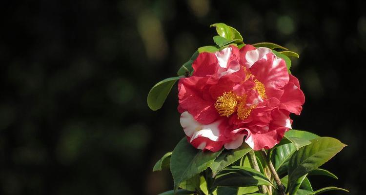 山茶花花骨朵的美丽绽放（揭秘山茶花开花的奥秘与魅力）