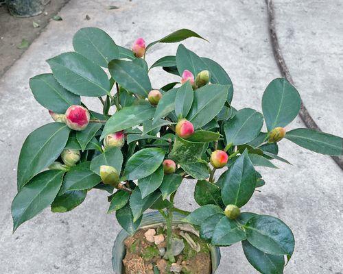 如何在院子里种植山茶花（山茶花的生长条件）