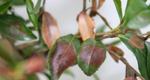 茶花老掉叶子的原因和解决方法（茶花养护知识大揭秘）