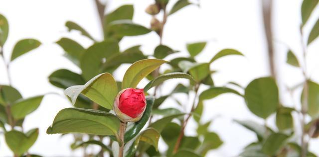 茶花能否浇硫酸亚铁（探究茶花对硫酸亚铁的耐受性及影响）