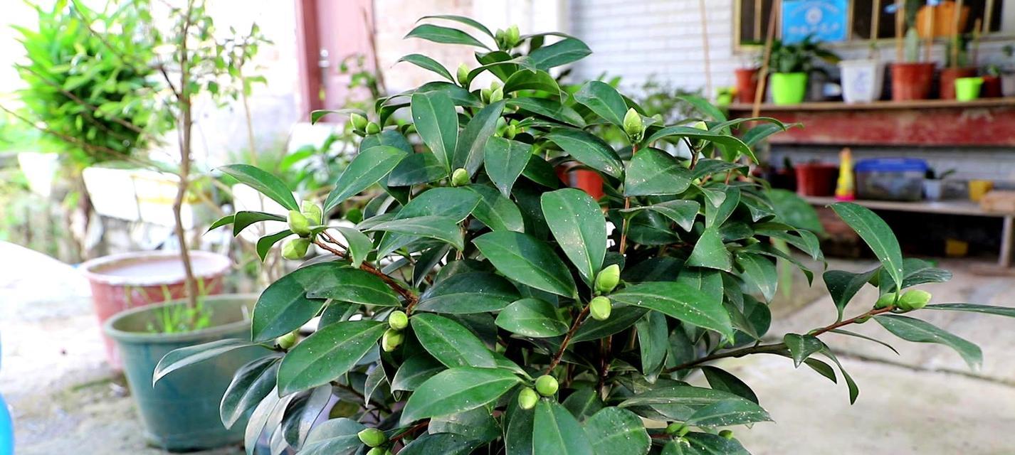 茶花究竟是怕冷还是怕热（探究茶花的温度适应性及栽培技巧）