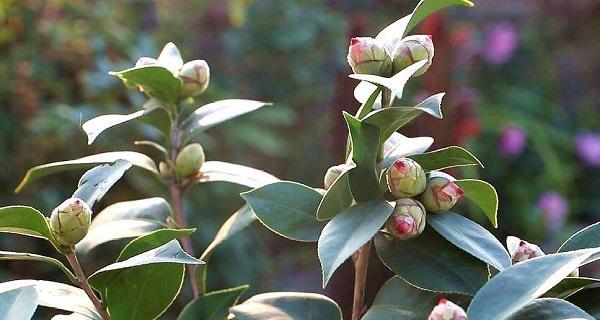 山茶花开花季节的探秘（揭开山茶花生长习性的神秘面纱）