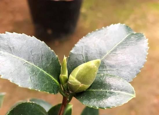 茶花生长速度