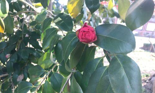 茶花的雌雄同株现象（茶花的生物学特性及繁殖方式）