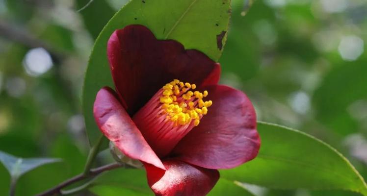 茶花是两性花吗（探究茶花的花器构造及花粉传播方式）