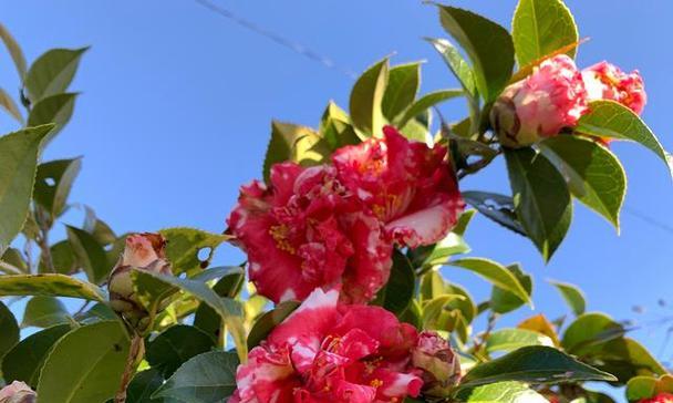 山茶花（探寻山茶花的身份之谜）