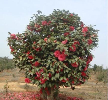 山茶花（探寻山茶花的身份之谜）