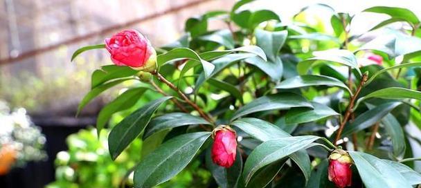 了解山茶花的土壤喜好，打造理想的生长环境（了解山茶花的土壤喜好）