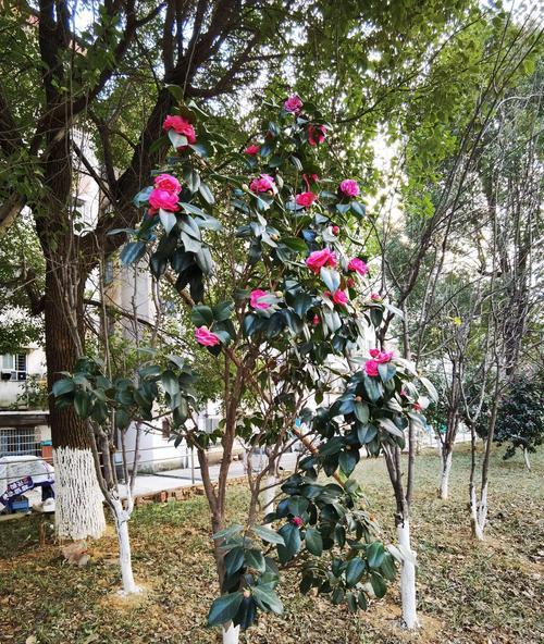 冬天移栽茶花树可行性分析（茶花树冬季移植的注意事项及方法）