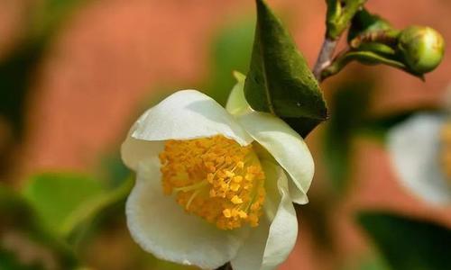 茶花树喜阳还是喜阴（探讨茶花树的适生环境与生长习性）