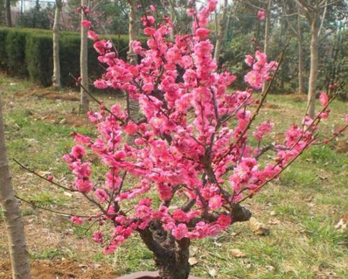 茶花树叶子发黄怎么办（教你解决茶花树叶子发黄的问题）