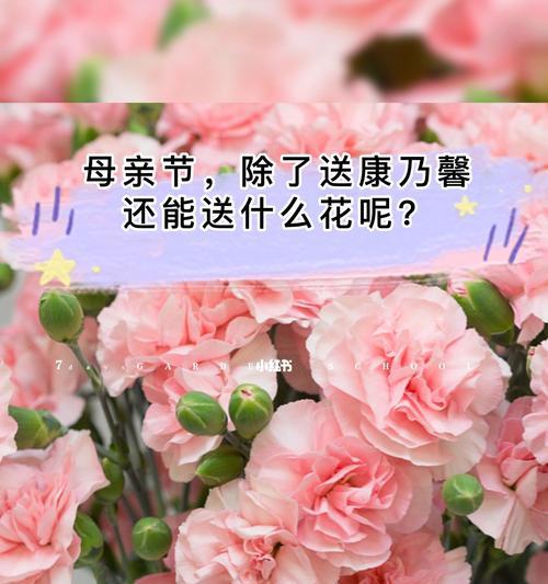 白色康乃馨的花语与美好寓意（纯洁）