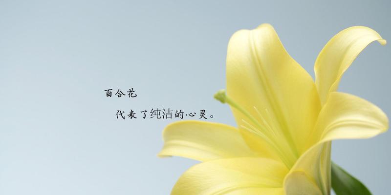 百合花花语之美（传递祝福与爱意的花海）