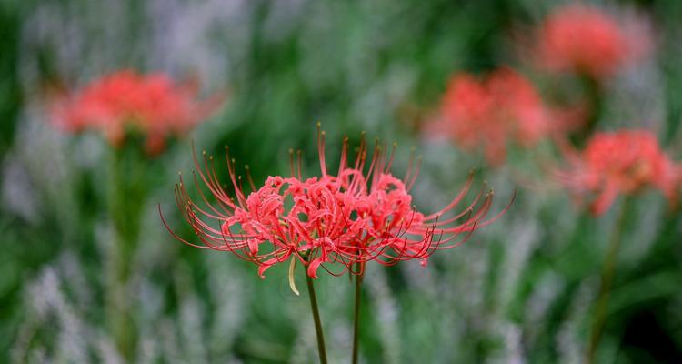 彼岸花花语（探寻彼岸花的花语之旅）