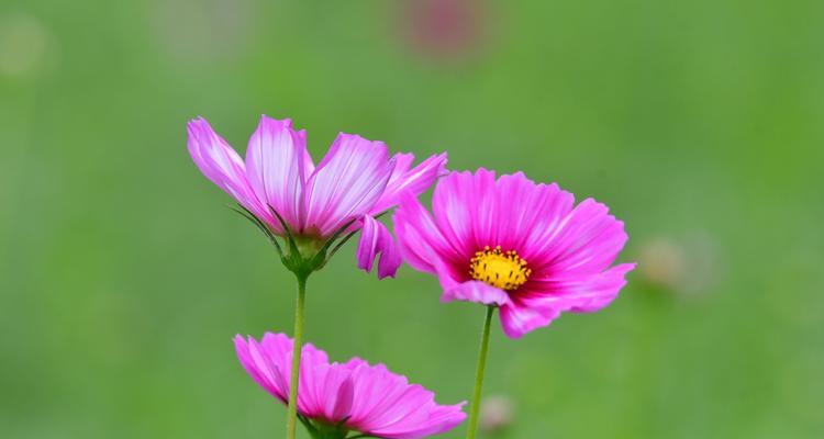 波斯菊的花语与传说（寓意深远的波斯菊与它的神秘故事）