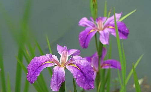 菖蒲花的象征意义与花语（赋予生命以芬芳的菖蒲）