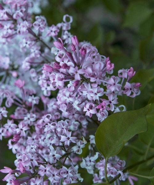 红色丁香花的花语与含义（揭示红色丁香花所传达的情感与寓意）