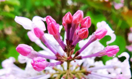 丁香花的花语与寓意（丁香花开放在春天）