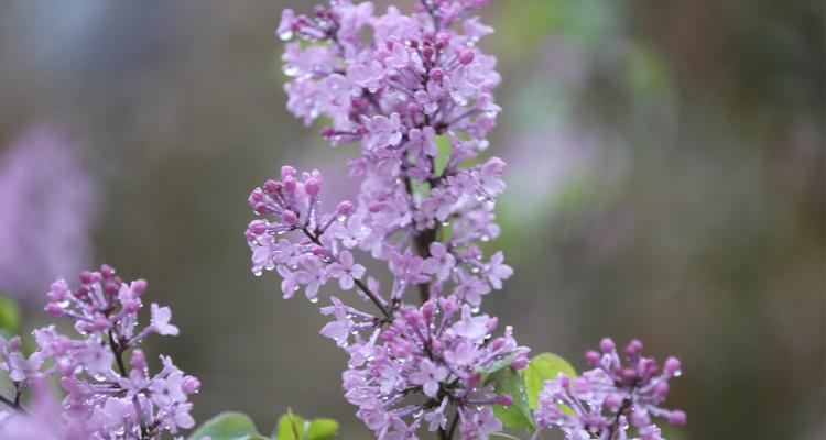 丁香花的花语与寓意（丁香花开放在春天）