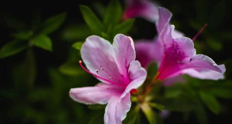 红色杜鹃花的寓意与象征（杜鹃花的传统象征与现代诠释）