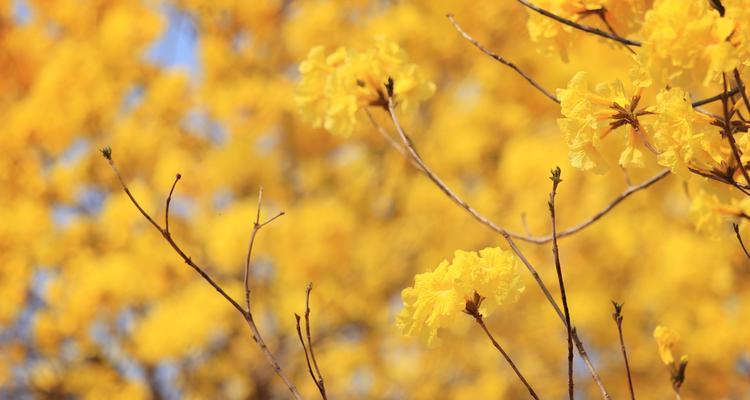 风铃花（一朵花开）