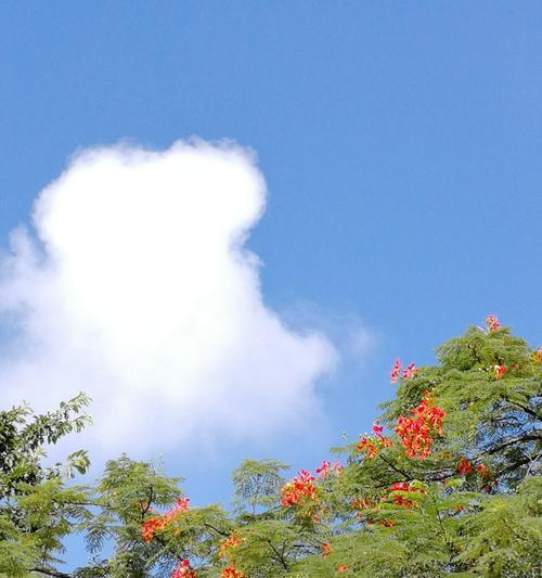 凤凰花——热情与重生的象征（绽放在炙热夏日的芬芳色彩）