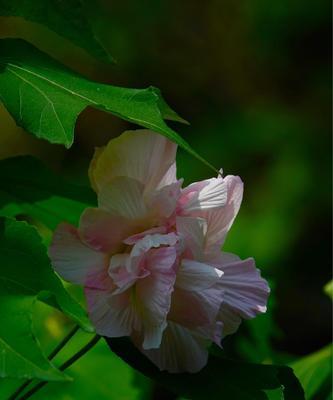 芙蓉花（探寻芙蓉花的花语及代表意义）