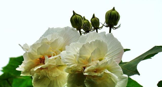 芙蓉花语-寓意美丽的花朵（探索芙蓉花的独特魅力与情感表达）