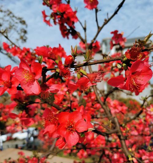 海棠花语的含义和传说故事（探索海棠花的花语）