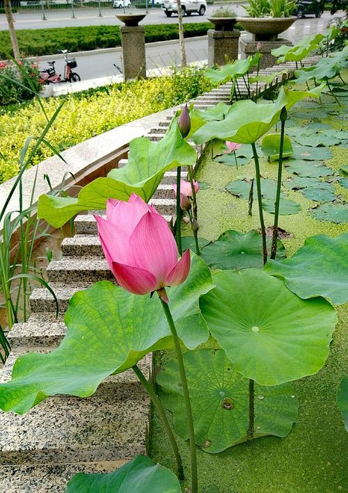 荷花花语之美——生命的坚韧与纯洁（花海中的奇迹）