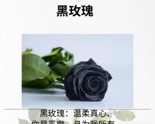 黑玫瑰的花语（探索黑玫瑰的深层含义）