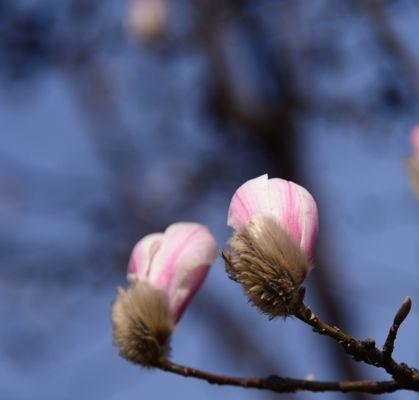 红玉兰花的寓意与象征（红玉兰花的高洁与勇敢）